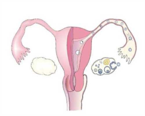 2026年男方睾丸偏小会影响精子活力吗？解析男性生育力与代生助孕需求